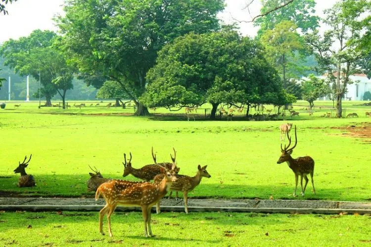 Destinasi Wisata Bogor, Bisa Masuk Daftar Kota Tujuan Liburanmu 13