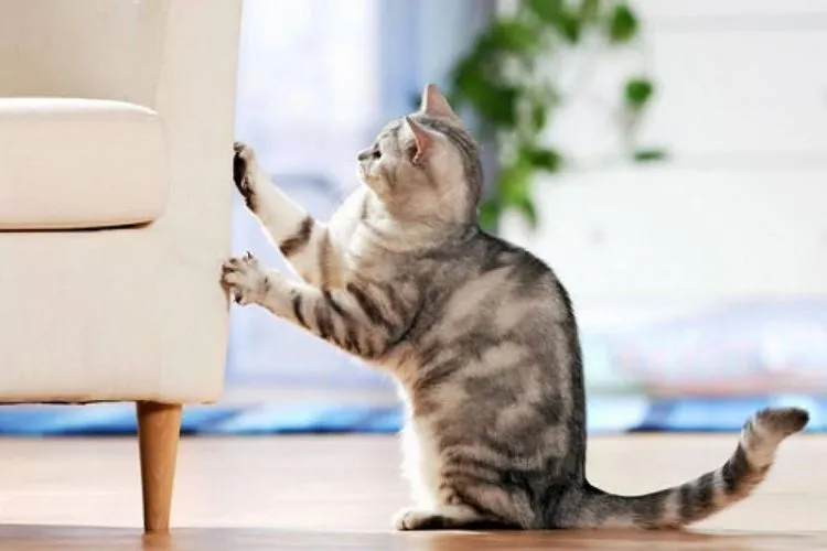 8 Derita Ini Cuma Orang yang Gak Suka Kucing Aja yang Memahami! 15