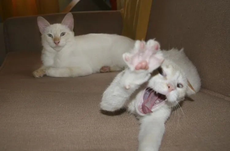 8 Derita Ini Cuma Orang yang Gak Suka Kucing Aja yang Memahami! 10