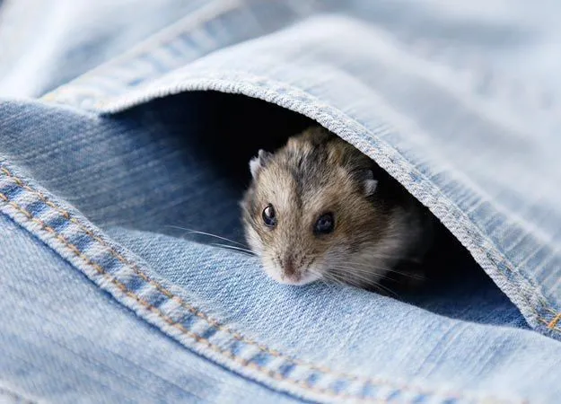 8 Keseruan yang Hanya Bisa Kamu Rasakan Saat Punya Seekor Hamster Imut di Kamar 10