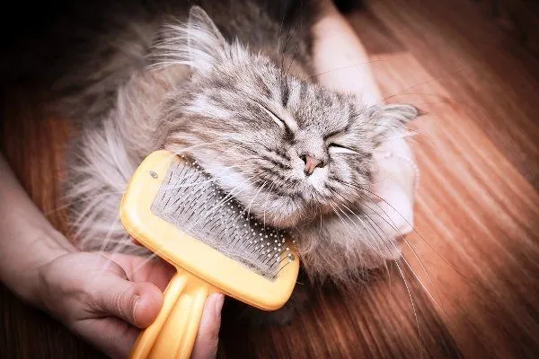 8 Derita Ini Cuma Orang yang Gak Suka Kucing Aja yang Memahami! 14