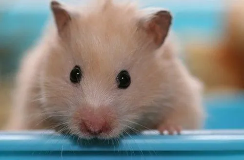 8 Keseruan yang Hanya Bisa Kamu Rasakan Saat Punya Seekor Hamster Imut di Kamar 15