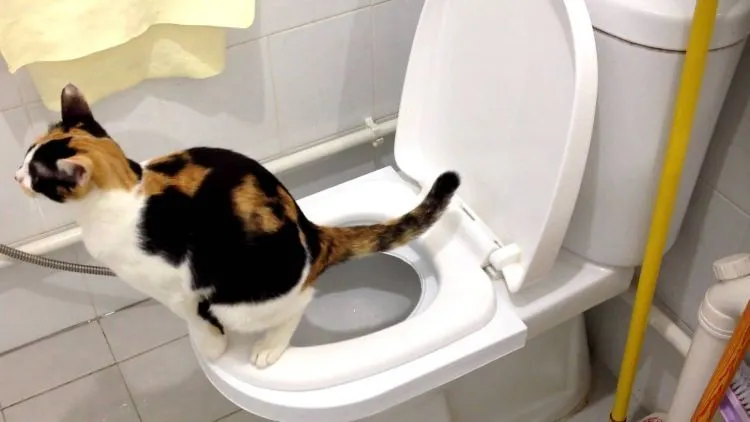 8 Derita Ini Cuma Orang yang Gak Suka Kucing Aja yang Memahami! 13