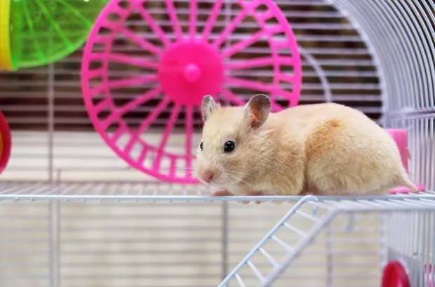 8 Keseruan yang Hanya Bisa Kamu Rasakan Saat Punya Seekor Hamster Imut di Kamar 13