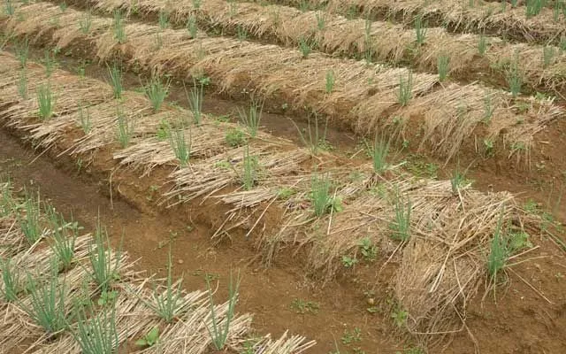 pupuk untuk tumbuhan