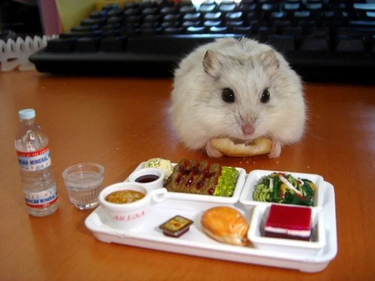 8 Keseruan yang Hanya Bisa Kamu Rasakan Saat Punya Seekor Hamster Imut di Kamar 12