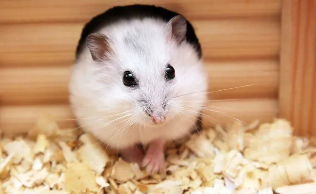8 Keseruan yang Hanya Bisa Kamu Rasakan Saat Punya Seekor Hamster Imut di Kamar 11