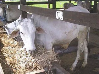 sapi makan damen