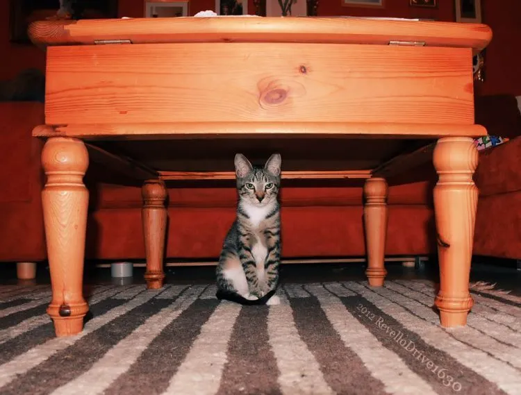 8 Derita Ini Cuma Orang yang Gak Suka Kucing Aja yang Memahami! 11