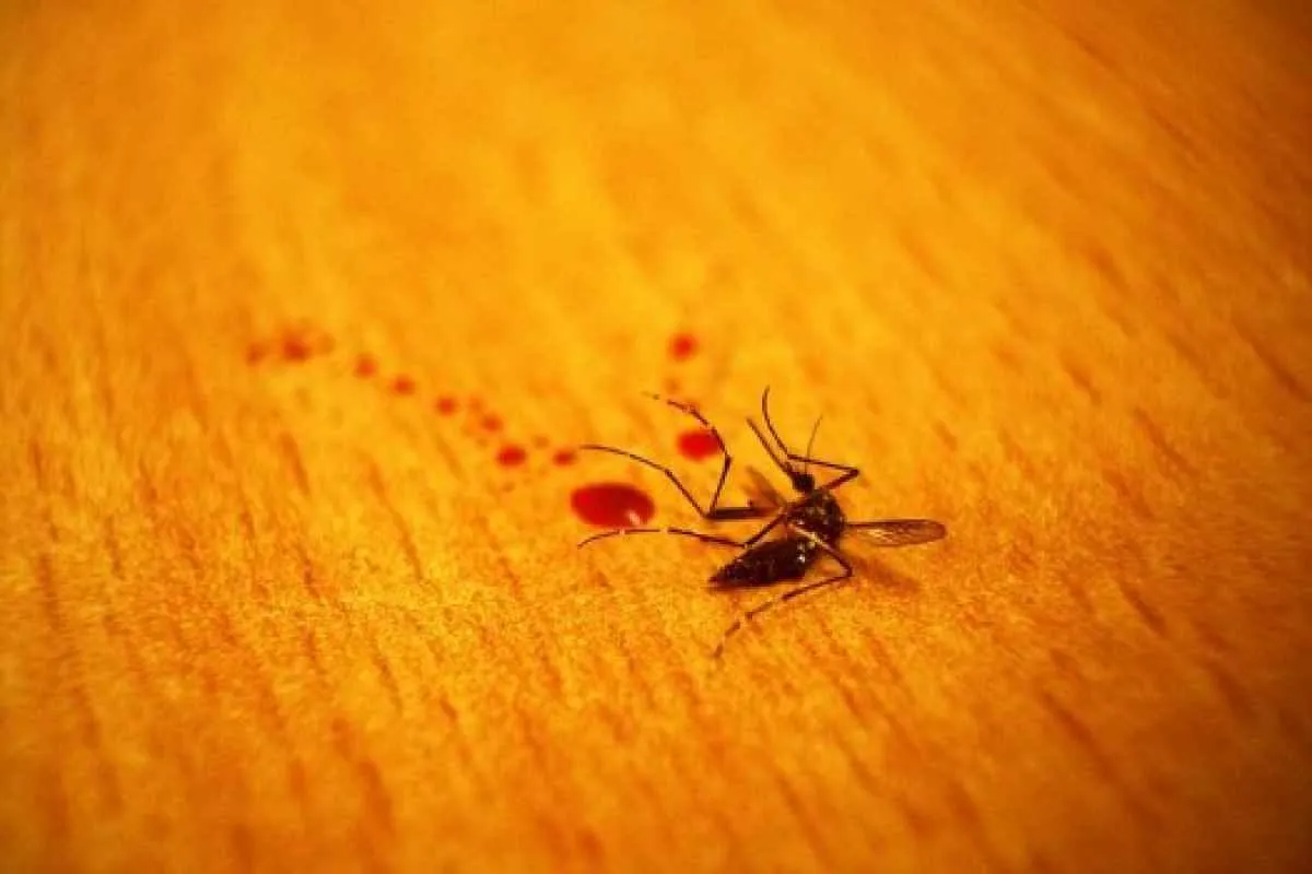 9+ Cara Mengusir Nyamuk di Kamar yang Mudah dan Cepat
