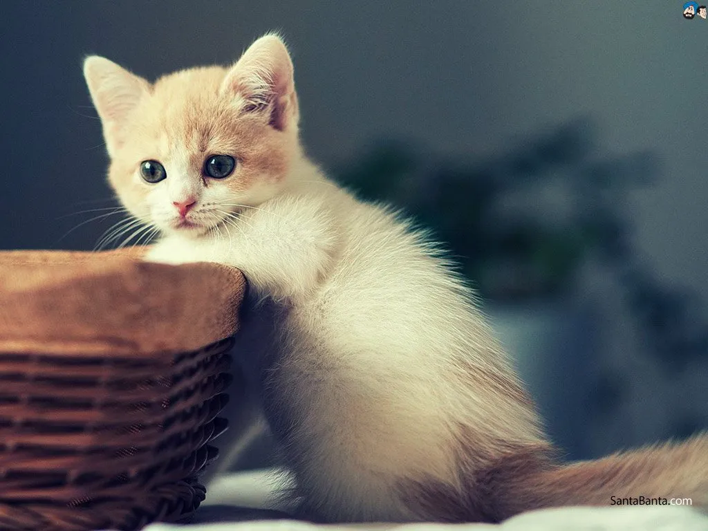 Sebagai Pecinta Kucing Sejati, Tahukah Kamu 8 Tanda Kucingmu Lapar dan Minta Perhatian? 16