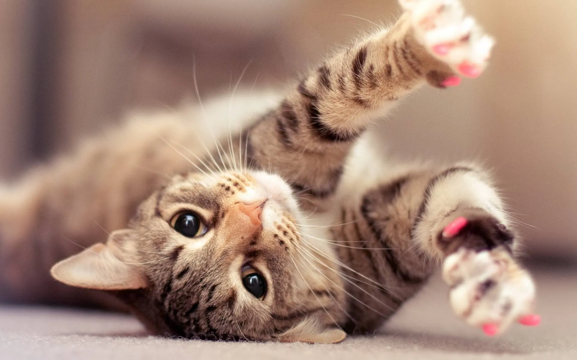Sebagai Pecinta Kucing Sejati, Tahukah Kamu 8 Tanda Kucingmu Lapar dan Minta Perhatian? 11