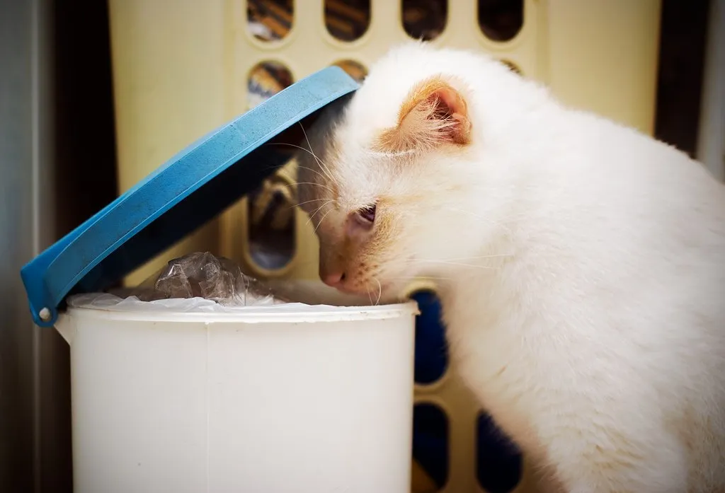 Sebagai Pecinta Kucing Sejati, Tahukah Kamu 8 Tanda Kucingmu Lapar dan Minta Perhatian? 14