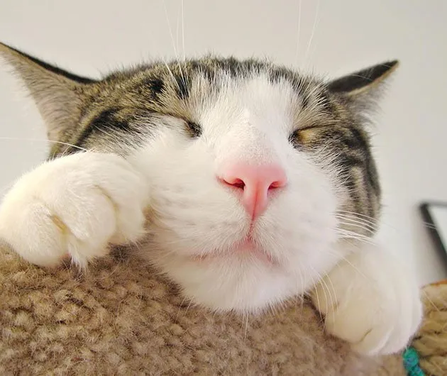 Sebagai Pecinta Kucing Sejati, Tahukah Kamu 8 Tanda Kucingmu Lapar dan Minta Perhatian? 12