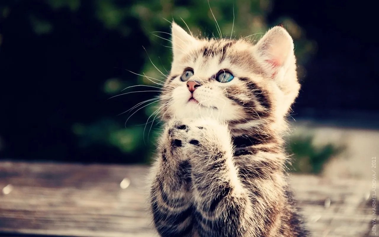 Sebagai Pecinta Kucing Sejati, Tahukah Kamu 8 Tanda Kucingmu Lapar dan Minta Perhatian? 15