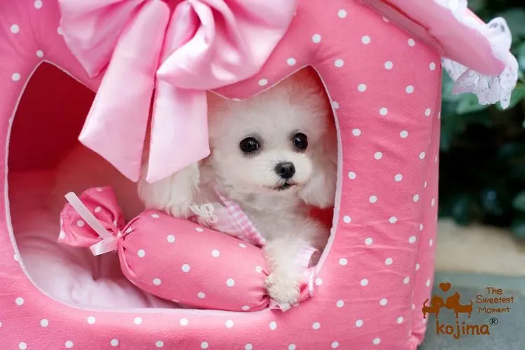 Seberapa Pentingkah Hewan Peliharaan Untukmu? 20 Kandang Anjing dan Kucing Ini Bisa Jadi Inspirasinya! 21
