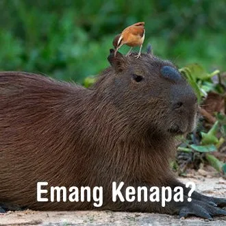 10 Perasaan Kamu yang Jadian Sama Dia yang Jomblonya Kelamaan. Harus Sabar..... 14