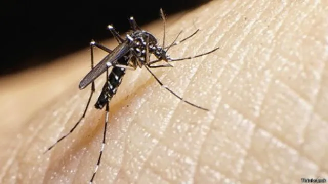Semua Fakta yang Perlu Kamu Tahu Tentang Virus Zika, Virus yang Disebarkan Nyamuk Aedes Aegypti Juga 7