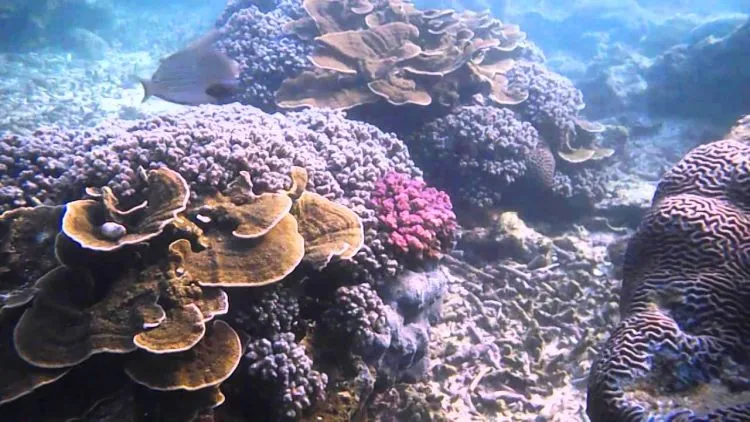 Snorkeling di Sekitar Jogja Kini Bukan Sekedar Angan. Destinasi Snorkeling ini Bikin Impianmu Jadi Kenyataan! 22