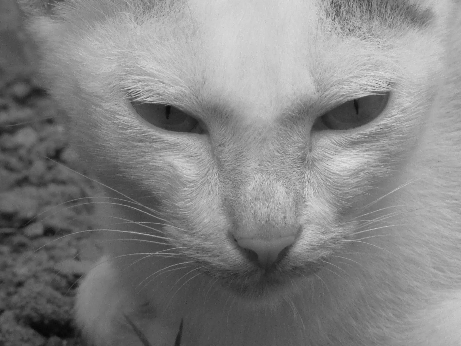 Ayo, Uji Pengetahuan Seputar Dunia Kucing di Sini!