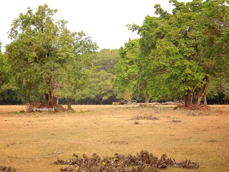 Nggak Cuman Badak Aja. Ada Begitu Banyak Destinasi Andalan Bagimu Untuk Traveling ke Ujung Kulon! 10