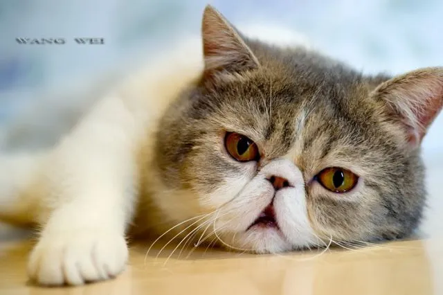 Tidur Mulu, Kok Tetep Imut Sih? Ini Nih 16 Hal yang Sering Bikin Kamu Iri Sama Kucing Sendiri! 17