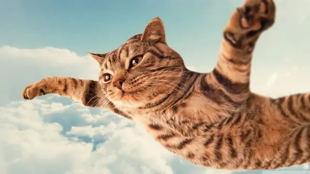 Tidur Mulu, Kok Tetep Imut Sih? Ini Nih 16 Hal yang Sering Bikin Kamu Iri Sama Kucing Sendiri! 32