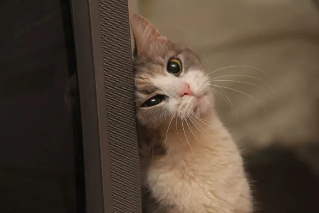 Tidur Mulu, Kok Tetep Imut Sih? Ini Nih 16 Hal yang Sering Bikin Kamu Iri Sama Kucing Sendiri! 20