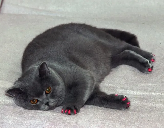 Tidur Mulu, Kok Tetep Imut Sih? Ini Nih 16 Hal yang Sering Bikin Kamu Iri Sama Kucing Sendiri! 23