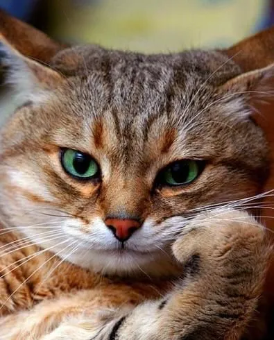 Tidur Mulu, Kok Tetep Imut Sih? Ini Nih 16 Hal yang Sering Bikin Kamu Iri Sama Kucing Sendiri! 31