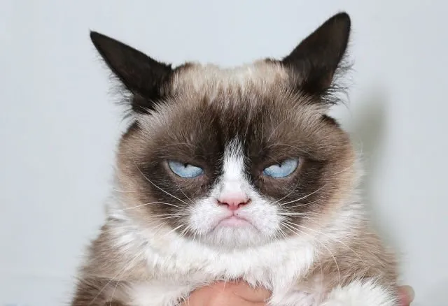 Tidur Mulu, Kok Tetep Imut Sih? Ini Nih 16 Hal yang Sering Bikin Kamu Iri Sama Kucing Sendiri! 26