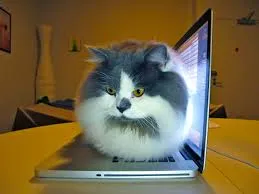 Tidur Mulu, Kok Tetep Imut Sih? Ini Nih 16 Hal yang Sering Bikin Kamu Iri Sama Kucing Sendiri! 18