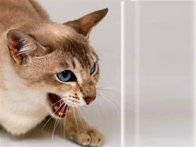 Tidur Mulu, Kok Tetep Imut Sih? Ini Nih 16 Hal yang Sering Bikin Kamu Iri Sama Kucing Sendiri! 19