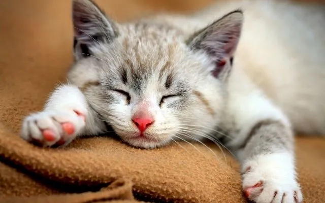 Tidur Mulu, Kok Tetep Imut Sih? Ini Nih 16 Hal yang Sering Bikin Kamu Iri Sama Kucing Sendiri! 28