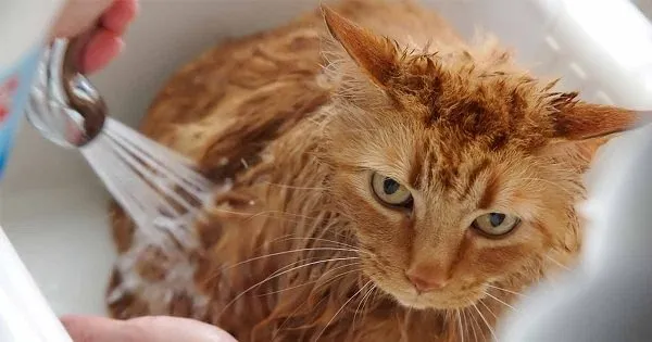Tidur Mulu, Kok Tetep Imut Sih? Ini Nih 16 Hal yang Sering Bikin Kamu Iri Sama Kucing Sendiri! 25