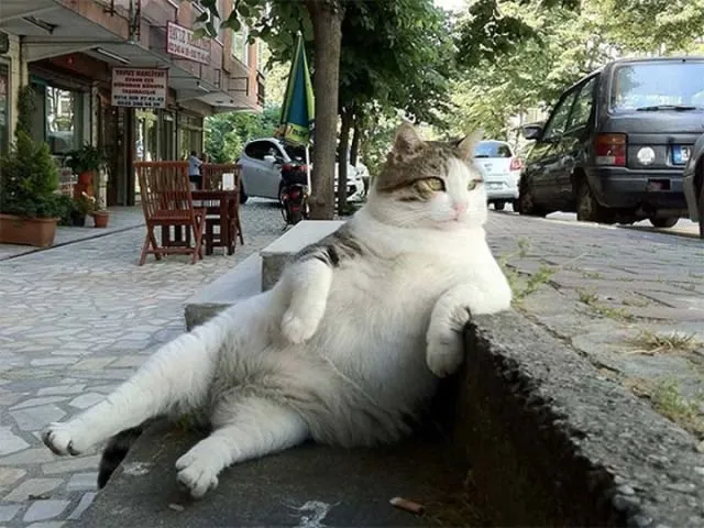 Tidur Mulu, Kok Tetep Imut Sih? Ini Nih 16 Hal yang Sering Bikin Kamu Iri Sama Kucing Sendiri! 24