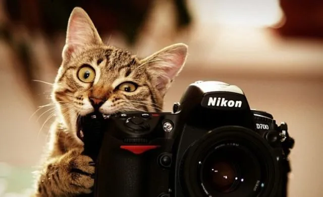 Tidur Mulu, Kok Tetep Imut Sih? Ini Nih 16 Hal yang Sering Bikin Kamu Iri Sama Kucing Sendiri! 29