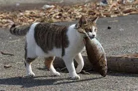 Tidur Mulu, Kok Tetep Imut Sih? Ini Nih 16 Hal yang Sering Bikin Kamu Iri Sama Kucing Sendiri! 27