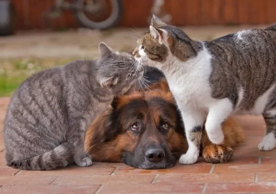 Tidur Mulu, Kok Tetep Imut Sih? Ini Nih 16 Hal yang Sering Bikin Kamu Iri Sama Kucing Sendiri! 21