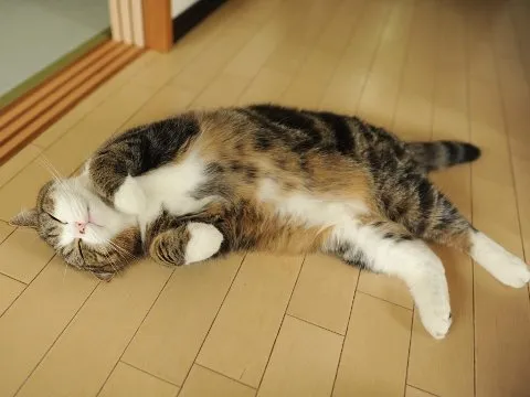 Tidur Mulu, Kok Tetep Imut Sih? Ini Nih 16 Hal yang Sering Bikin Kamu Iri Sama Kucing Sendiri! 22