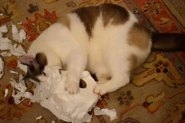 Tidur Mulu, Kok Tetep Imut Sih? Ini Nih 16 Hal yang Sering Bikin Kamu Iri Sama Kucing Sendiri! 30