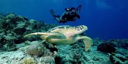 7 Aktivitas Seru Yang Bisa Kamu Lakukan di Kepulauan Derawan. Yakin Deh Bakal Bikin Kamu Enggan Pulang! 8