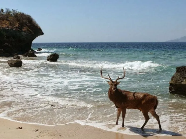 Satu Lagi Surga Dunia dari Pulau Bali, Pulau Menjangan! Wisata Bahari dan Religi Bisa Kamu Lakukan di Sini! 8
