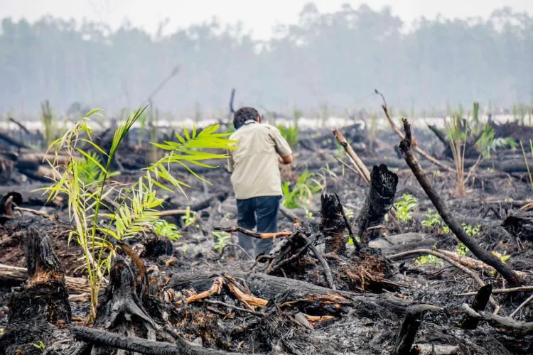 Musim Kemarau Segera Datang Menjelang! Jangan Sampai Lagi Terjadi Kebaran Hutan di Indonesia! 11