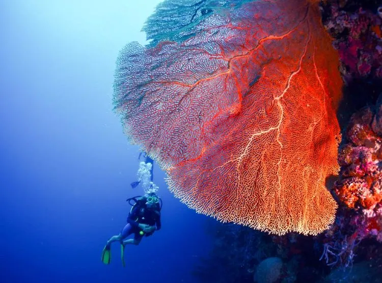 Satu Lagi Surga Dunia dari Pulau Bali, Pulau Menjangan! Wisata Bahari dan Religi Bisa Kamu Lakukan di Sini! 13