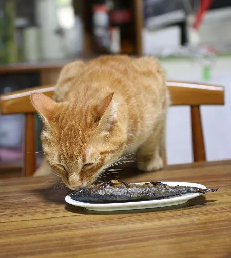 7 Makanan Ini Sering Banget Orang Berikan. Tapi, Justru Bahaya Kalau Kucingmu Makan! 9