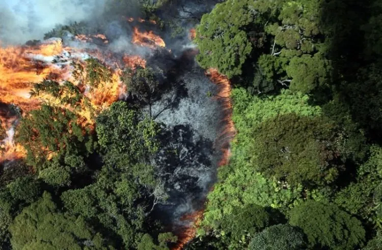 Musim Kemarau Segera Datang Menjelang! Jangan Sampai Lagi Terjadi Kebaran Hutan di Indonesia! 9