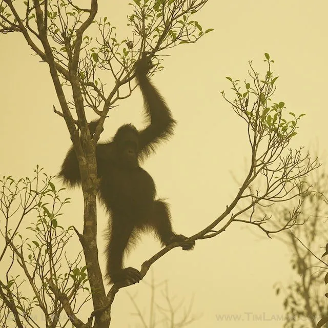 Musim Kemarau Segera Datang Menjelang! Jangan Sampai Lagi Terjadi Kebaran Hutan di Indonesia! 12