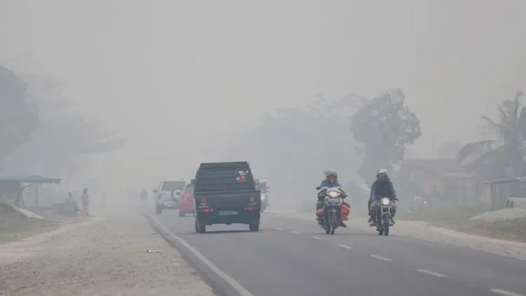 Musim Kemarau Segera Datang Menjelang! Jangan Sampai Lagi Terjadi Kebaran Hutan di Indonesia! 13