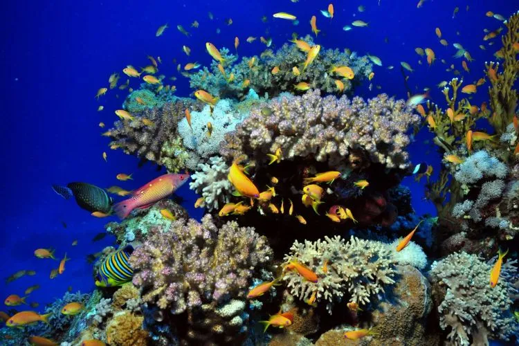 Satu Lagi Surga Dunia dari Pulau Bali, Pulau Menjangan! Wisata Bahari dan Religi Bisa Kamu Lakukan di Sini! 12